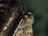 Endromis versicolora 7, Gevlamde vlinder, Vlinderstichting-Nely Honig