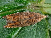 Epinotia abbreviana 10, Oranje oogbladroller, Saxifraga-Ab H Baas