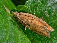 Epinotia abbreviana 3, Oranje oogbladroller, Saxifraga-Ab H Baas