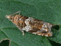 Epinotia abbreviana 5, Oranje oogbladroller, Saxifraga-Ab H Baas