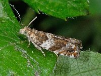 Epinotia abbreviana 6, Oranje oogbladroller, Saxifraga-Ab H Baas