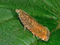 Epinotia abbreviana 7, Oranje oogbladroller, Saxifraga-Ab H Baas