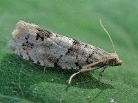 Epinotia bilunana 3, Witte oogbladroller, Saxifraga-Ab H Baas