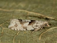 Epinotia bilunana 7, Witte oogbladroller, Saxifraga-Ab H Baas