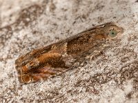 Epinotia tenerana 01, V-oogbladroller, AHB  Epinotia tenerana, V-oogbladroller Hardenberg-Heemse op 30 mei 2018