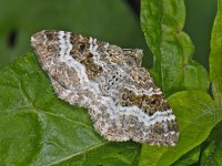 Epirrhoe alternata #07402 : Epirrhoe alternata, Gewone bandspanner  