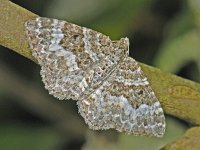 Epirrhoe alternata 3, Gewone bandspanner, Saxifraga-Ab H Baas