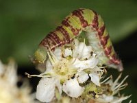 Epirrita dilutata 5, Herfstspanner, Saxifraga-Ab H Baas