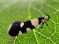 Eratophyes amasiella 3, Oosterse schone, Saxifraga-Ab H Baas