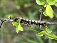 Eriogaster catax 2, Bosrandspinner, Saxifraga-Peter Gergely