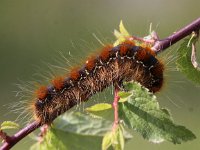 Eriogaster lanestris 3, Wolspinner, Saxifraga-Peter Meininger