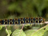 Eriogaster lanestris 4, Wolspinner, Saxifraga-Peter Gergely