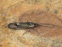 Esperia sulphurella 02, esperiamot, AHB  Esperia sulphurella, esperiamot Aangetroffen op 7 januari 2018 in een doos waar een stuk schors enige weken daarvoor was opgeborgen. Kennelijk door de warmte binnenshuis uit de cocon gekropen.De coconresten niet gevonden Validatie waarneming.nl Zie: https://waarneming.nl/waarneming/view/147457430