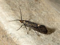 Esperia sulphurella 01, esperiamot, AHB  Esperia sulphurella, esperiamot Aangetroffen op 7 januari 2018 in een doos waar een stuk schors enige weken daarvoor was opgeborgen. Kennelijk door de warmte binnenshuis uit de cocon gekropen.De coconresten niet gevonden  Validatie waarneming.nl Zie: https://waarneming.nl/waarneming/view/147457430