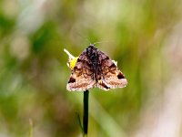 Euclidia glyphica 7, Bruine daguil, Saxifraga-Bart Vastenhouw