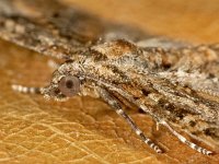 Eupithecia abbreviata 3, Voorjaarsdwergspanner, Saxifraga-Ab H Baas