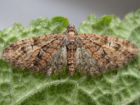 Eupithecia abbreviata 7, Voorjaarsdwergspanner, Saxifraga-Ab H Baas