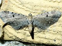 Eupithecia absinthiata