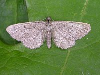 Eupithecia intricata 2, Streepjesdwergspanner, Saxifraga-Peter Meininger