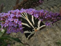 Euplagia quadripunctaria 11, Spaanse vlag, Saxifraga-Rutger Barendse