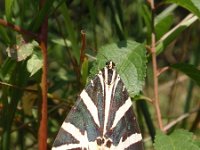 Euplagia quadripunctaria 12, Spaanse vlag, Saxifraga-Jan Willem Jongepier