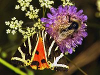 Euplagia quadripunctaria 252_31A : Euplagia quadripunctaria, Spaanse vlag, Jersey Tiger