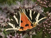 Euplagia quadripunctaria 2, Spaanse vlag, male, Saxifraga-Jan van der Straaten