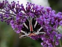 Euplagia quadripunctaria 22, Spaanse vlag, Saxifraga-Jan Nijendijk