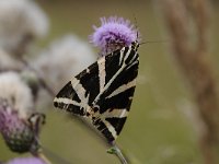 Euplagia quadripunctaria 39, Spaanse vlag, Saxifraga Luuk Vermeer