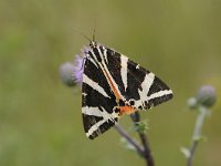 Euplagia quadripunctaria 40, Spaanse vlag, Saxifraga Luuk Vermeer