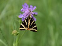 Euplagia quadripunctaria 44, Spaanse vlag, Saxifraga Luuk Vermeer