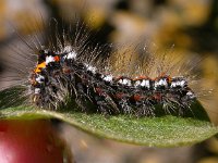 Euproctis similis 10, Donsvlinder, Saxifraga-Peter Meininger