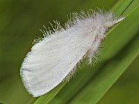 Euproctis similis 172_23 : Euproctis similis, Donsvlinder, Yellow-tail