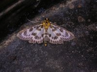 Eurrhypara hortulata 3, Bonte brandnetelmot, Saxifraga-Peter Meininger