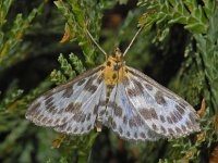 Eurrhypara hortulata 01 #08015 : Eurrhypara hortulata