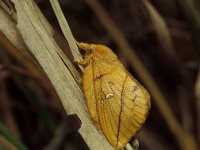 Euthrix potatoria 4, Rietvink, Vlinderstichting-Nely Honig