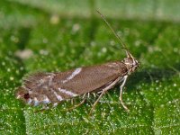 Glyphipterix simpliciella 2, Kleine parelmot, Saxifraga-Ab H Baas