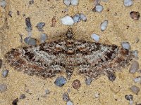 Gymnoscelis rufifasciata D1096  Zwartkamdwergspanner, Gymnoscelis rufifasciata Hardenberg op 7 mei 2013 : Naar Naturalis tzt, Naar vlindernet tzt