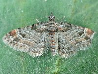 Gymnoscelis rufifasciata 9, Zwartkamdwergspanner, Saxifraga-Ab H Baas