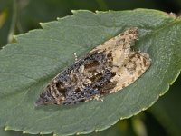 Hedya ochroleucana 3, Grote witvlakbladroller, Saxifraga-Ab H Baas