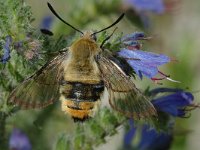 Hemaris tityus 4, Hommelvlinder, Saxifraga-Jan van der Straaten