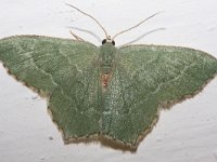 Hemithea aestivaria 5, Kleine zomervlinder, Saxifraga-Rutger Barendse