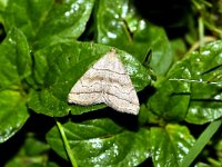 Herminia tarsicrinalis 2, Schaduwsnuituil, Saxifraga-Peter Gergely