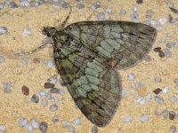 Hydriomena impluviata #12253 : Hydriomena impluviata, Groenbandspanner