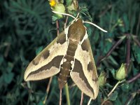 Hyles euphorbiae 5, male, Wolfsmelkpijlstaart, Saxifraga-Frits Bink