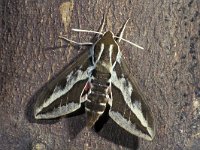 Hyles euphorbiae sp tithymali 2, Wolfsmelkpijlstaart, Saxifraga-Frits Bink