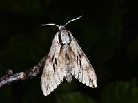 Hyloicus pinastri 5, Dennenpijlstaart, Saxifraga-Peter Gergely