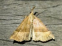 Hypena proboscidalis 6, Bruine snuituil, Saxifraga-Bart Vastenhouw