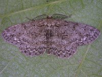 Hypomecis punctinalis 2, Ringspikkelspanner, Saxifraga-Peter Meininger