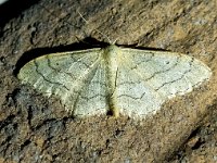 Idaea aversata 13, Grijze stipspanner, Saxifraga-Bart Vastenhouw